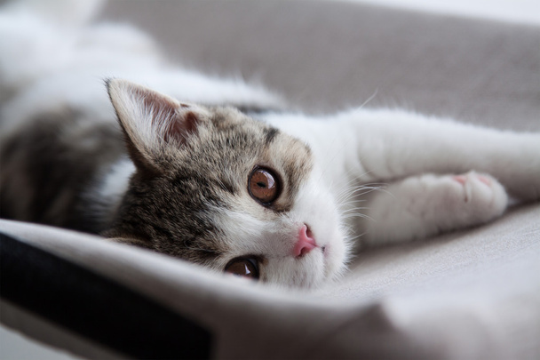 Small tabby cat - Foto, Imagem