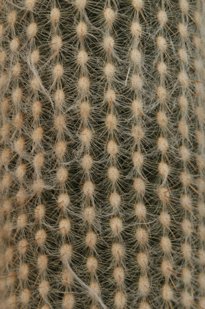 kaktus textura - Fotografie, Obrázek