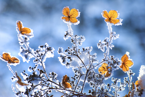 Winter flowers - Photo, Image