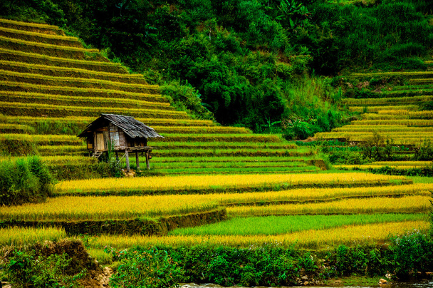 Рисових полів на терасові з Mu Cang чай, Yenbai, В'єтнам. Рисові поля підготувати врожаю в північно-західному В'єтнамі. - Фото, зображення