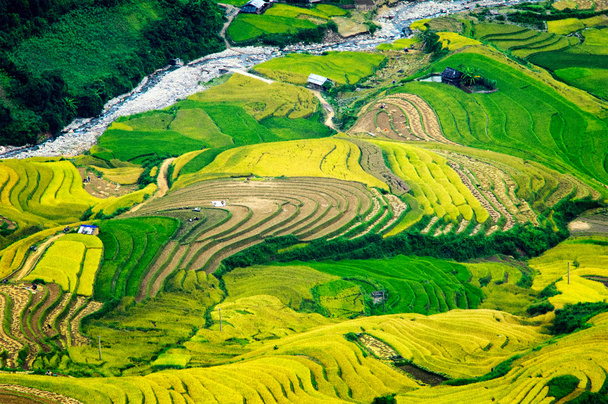 Campos de arroz em terraços de Mu Cang Chai, YenBai, Vietnã. Campos de arroz preparam a colheita no noroeste do Vietnã
. - Foto, Imagem