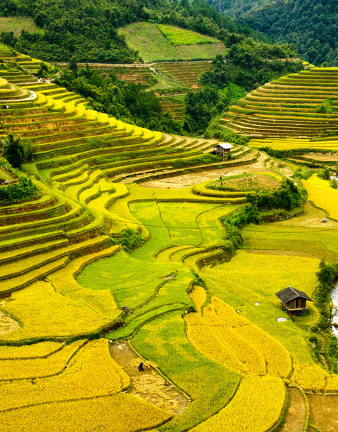 Rýžových polí na řadové z Mu Cang Chai, Yenbai, Vietnam. Rýžová pole připravit sklizně v severozápadní Vietnam. - Fotografie, Obrázek