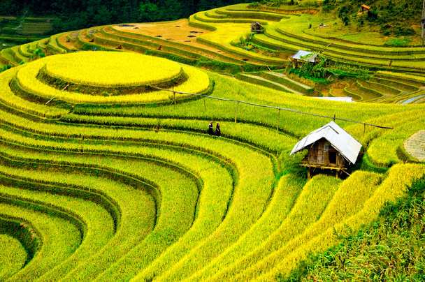 Reisfelder auf Terrassen von Mu Cang Chai, Yenbai, Vietnam. Reisfelder bereiten die Ernte im Nordwesten Vietnams vor. - Foto, Bild