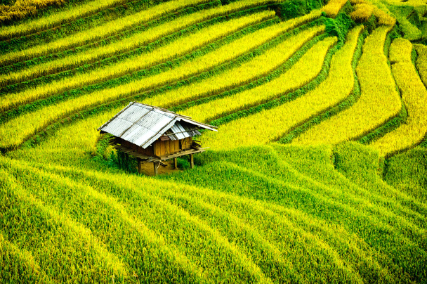 Рисовые поля на террасе Mu Cang Chai, YenBai, Вьетнам. Рисовые поля готовят урожай в Северо-Западном Вьетнаме
. - Фото, изображение