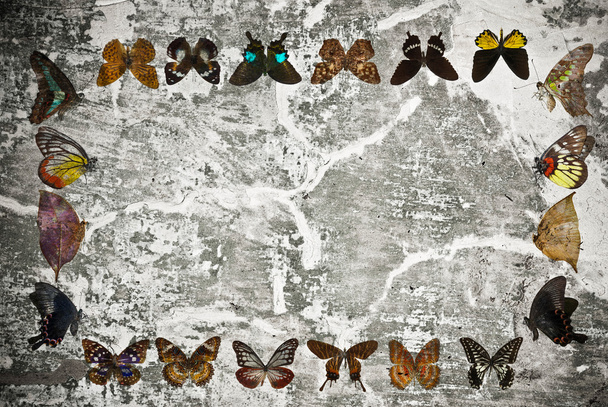 Butterfly frame grunge wall background - Photo, Image