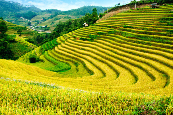 Campos de arroz en terrazas de Mu Cang Chai, YenBai, Vietnam. Los campos de arroz preparan la cosecha en el noroeste de Vietnam
. - Foto, imagen