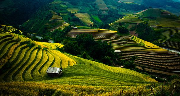 Campos de arroz em terraços de Mu Cang Chai, YenBai, Vietnã. Campos de arroz preparam a colheita no noroeste do Vietnã
. - Foto, Imagem