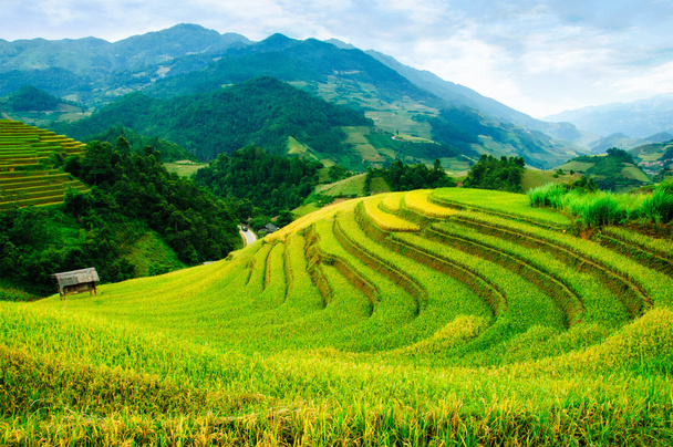 Campos de arroz en terrazas de Mu Cang Chai, YenBai, Vietnam. Los campos de arroz preparan la cosecha en el noroeste de Vietnam
. - Foto, imagen