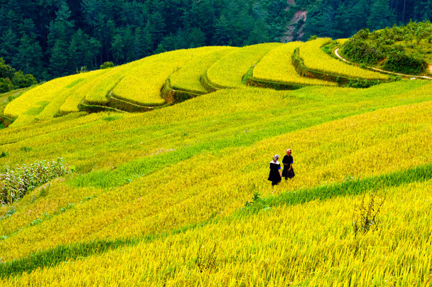 Campos de arroz en terrazas de Mu Cang Chai, YenBai, Vietnam. Los campos de arroz preparan la cosecha en el noroeste de Vietnam
. - Foto, Imagen