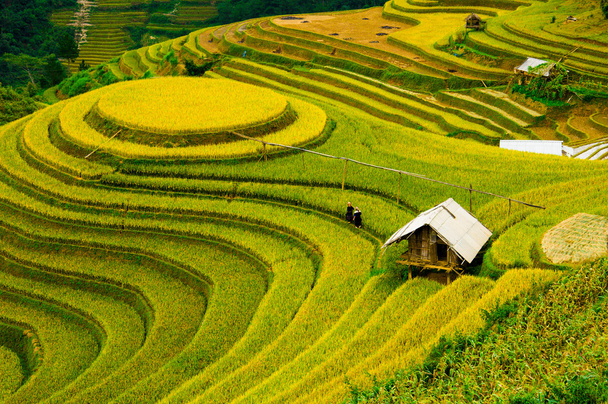 Riisikentät rivitalo Mu Cang Chai, YenBai, Vietnam. Riisipellot valmistelevat sadonkorjuuta Luoteis-Vietnamissa
. - Valokuva, kuva