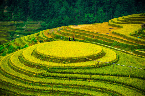 Rijstvelden op terrassen van Mu Cang Chai, Yenbai, Vietnam. Rijstvelden bereiden de oogst in Noordwest-Vietnam. - Foto, afbeelding