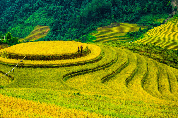 Campi di riso su terrazze di Mu Cang Chai, YenBai, Vietnam. I campi di riso preparano il raccolto nel Vietnam nord-occidentale
. - Foto, immagini