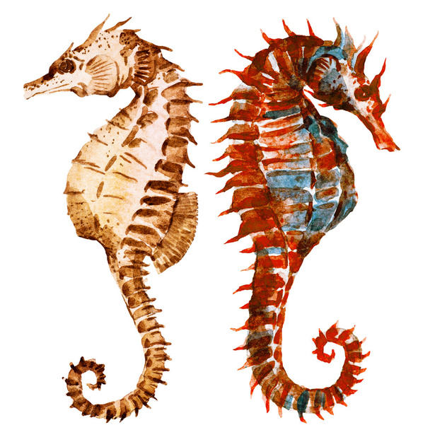 Watercolor seahorses - Photo, image