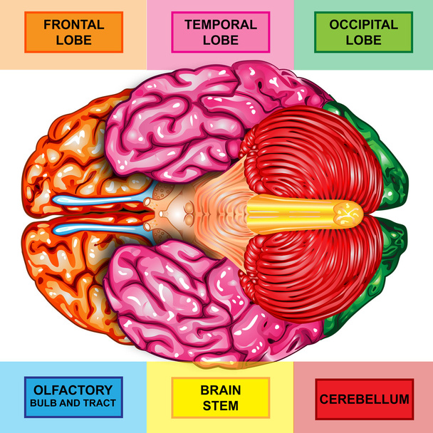Unterseite des menschlichen Gehirns - Foto, Bild