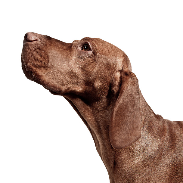 Weimarse staande hond jagdhund bruin ungarisch rassehund tier - Foto, afbeelding