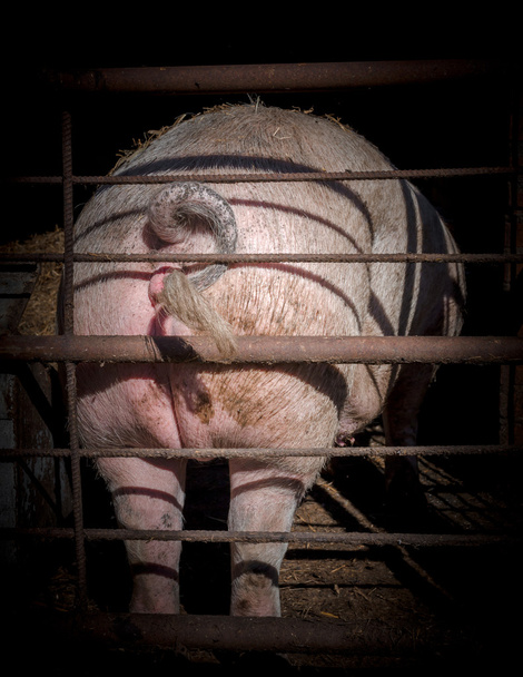 Дупу свиня
 - Фото, зображення