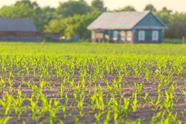 Corn shoots on farmer field with house on background - Valokuva, kuva
