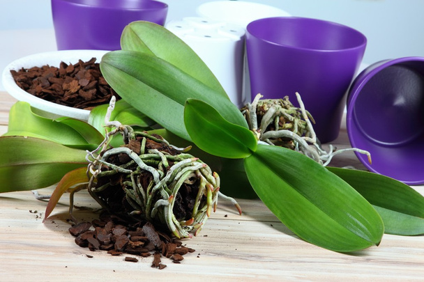 Orchid herbeplanting - Foto, afbeelding