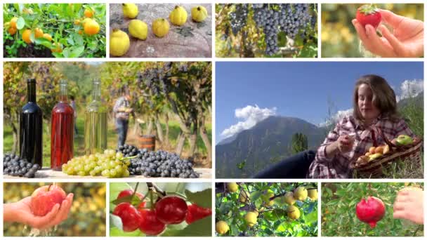 montagem da colheita de frutos
 - Filmagem, Vídeo