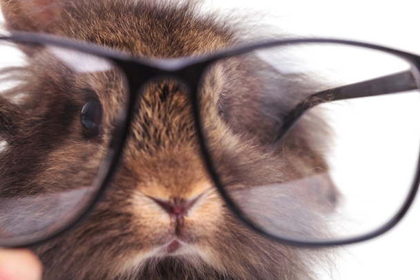 lion head rabbit bunny wearing glasses. - Fotografie, Obrázek