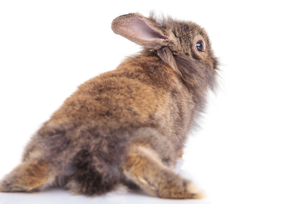 Back view of a lion head rabbit bunny lying - Fotografie, Obrázek
