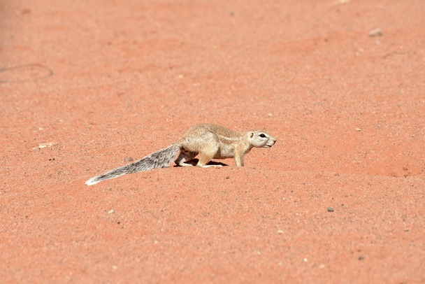 Wiewiórka Przylądkowa Afryki - Namibia - Zdjęcie, obraz