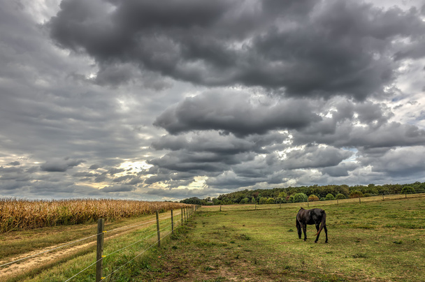 Maryland pastwiska - Zdjęcie, obraz