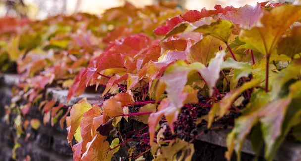 Осенняя природа и цвета
 - Фото, изображение