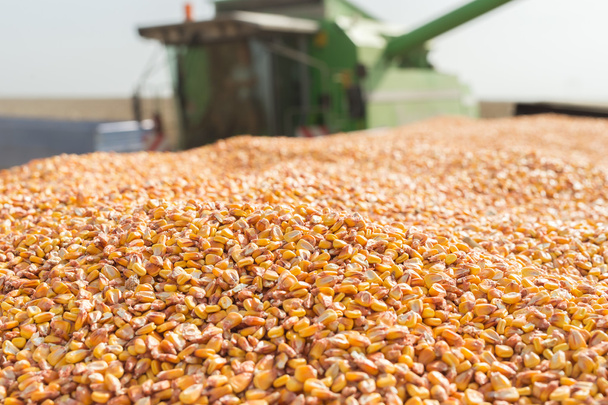 Grain corn - Photo, Image