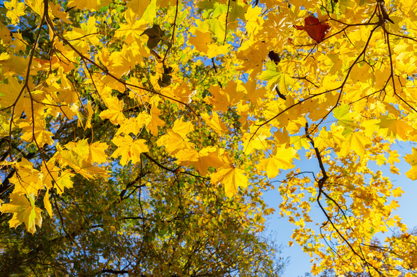 yellow leaves in autumn park - Фото, изображение
