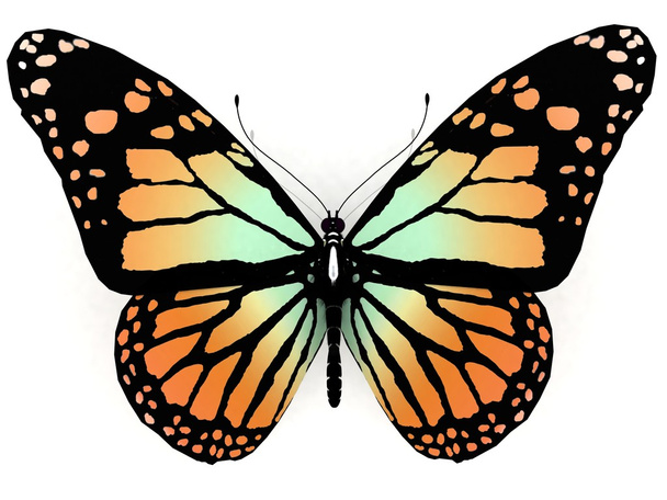 Butterfly - Fotografie, Obrázek
