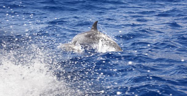Дельфины прыгают в Атлантический океан. Азорский остров
 - Фото, изображение