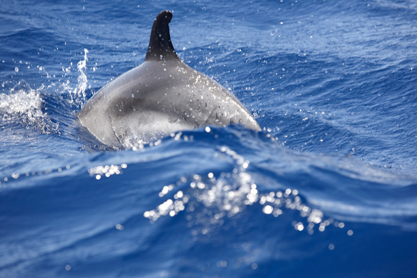 Дельфин подробно в Атлантическом океане. Береговая линия Азорского острова
 - Фото, изображение