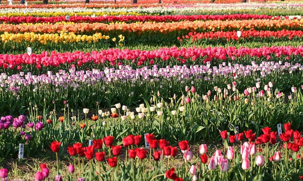 Tulipan tło kwiat - Zdjęcie, obraz