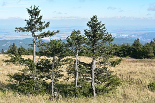 roślinność na szczycie Brocken - Zdjęcie, obraz