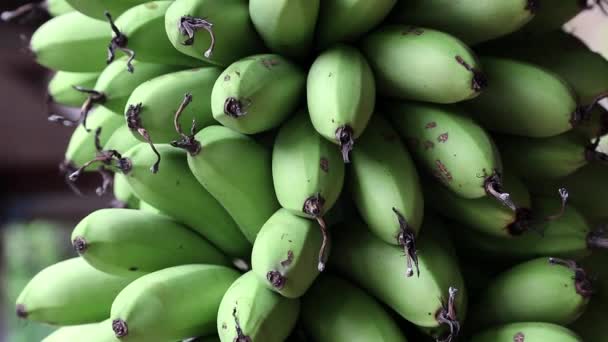 пучок зеленых бананов - Кадры, видео