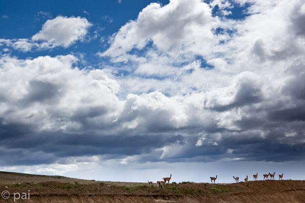 guanacos στην Παταγονία 2 - Φωτογραφία, εικόνα