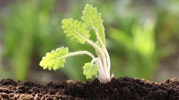 Woman pull out young plant - Footage, Video