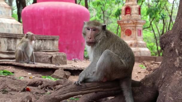 O macaco de Rhesus senta-se em raízes
 - Filmagem, Vídeo
