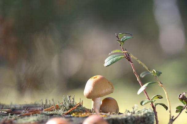Champignon comestible forestier Cap annelé. Rozites caperatus
 - Photo, image