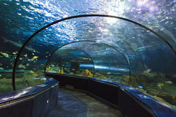 Aquarium Tunnel - Photo, Image