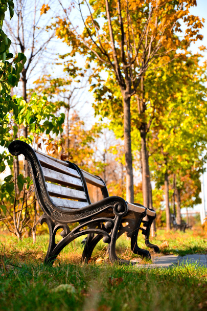 Классические скамейки в городском парке перед деревьями
 - Фото, изображение