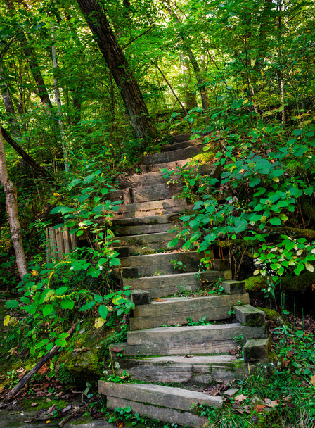 Escalera del bosque
 - Foto, Imagen