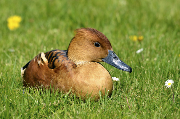 Amerikaanse fluiten Duck liggen op gras - Foto, afbeelding