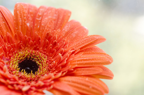 Close-up of flower - Foto, Bild