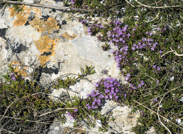 Las flores púrpuras del tomillo de Crimea
 . - Foto, imagen