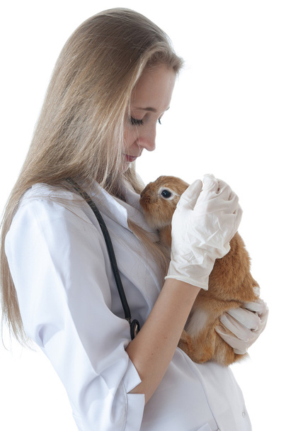 Young veterinarian doctor with pet brown rabbit - 写真・画像