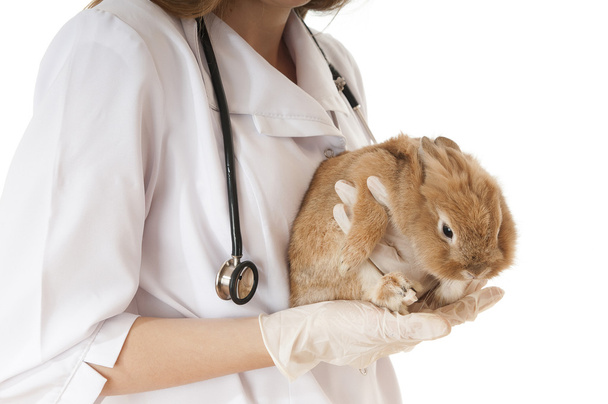 Veterinarian doctor with pet brown rabbit - Foto, afbeelding