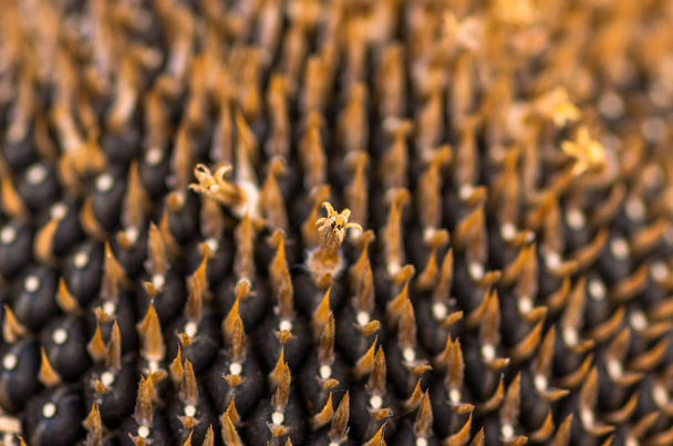 Girasol con semillas
 - Foto, imagen
