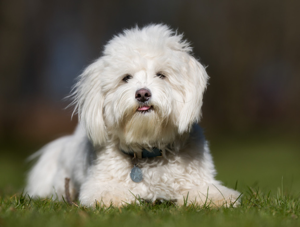 Coton de Tulear dog outdoors in nature - Photo, Image